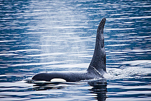 雄性动物,逆戟鲸,笔直,靠近,温哥华岛,不列颠哥伦比亚省