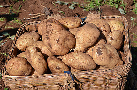 小土豆大产业,贵州,威宁,土豆,产业,马铃薯,农民,增收,致富,渠道