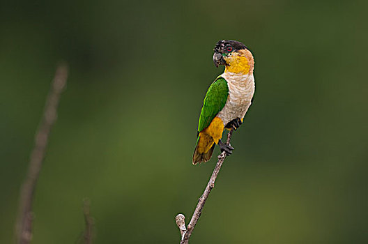 红嘴鸥,鹦鹉,厄瓜多尔