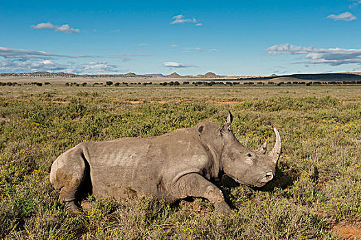 白犀牛,克鲁格国家公园,自然保护区,南非