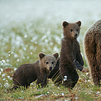 年轻,褐色,熊,卡瑞里亚,芬兰,欧洲