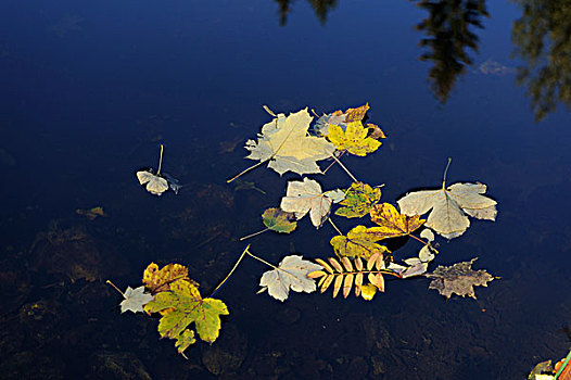 秋叶,漂浮,湖