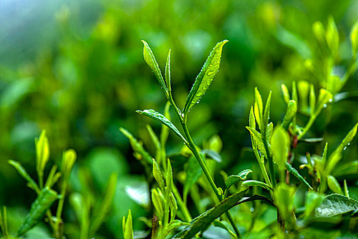 重庆天坪万亩茶叶基地茶树