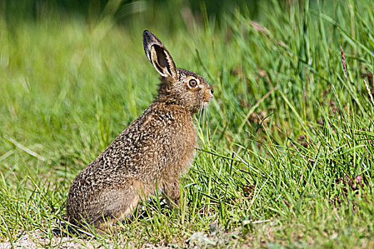 幼兽,野兔,欧洲野兔