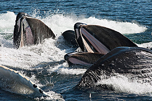 驼背鲸,大翅鲸属,鲸鱼,群,喂食,阿拉斯加