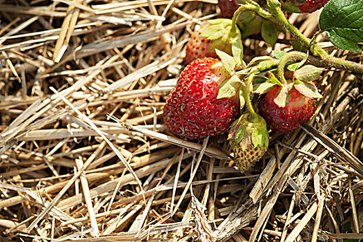 草莓,农作物,坐,稻草,覆盖层,宾夕法尼亚,美国