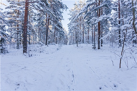 冬日树林,道路,遮盖,雪