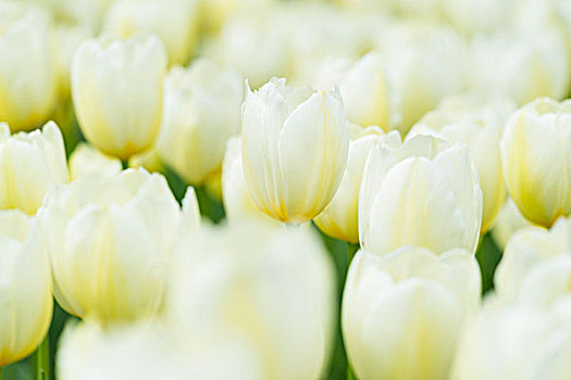 特写,白色,郁金香,春天,库肯霍夫花园,荷兰南部,荷兰