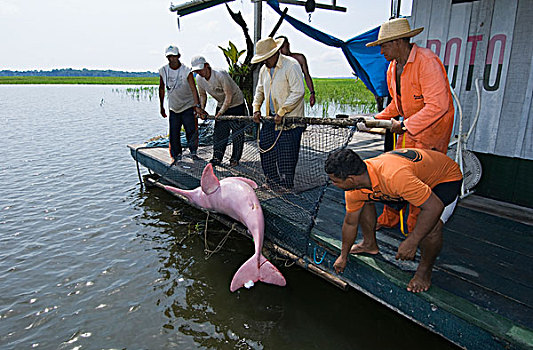 亚马逊河,海豚,研究,团队,亚马逊,巴西