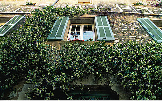 仰视,窗户,常春藤,普罗旺斯,法国