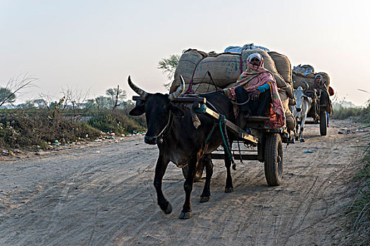 阉牛,手推车,道路,早晨,北方邦,印度,亚洲