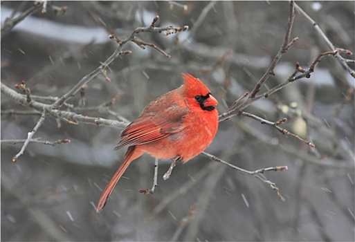 红雀,冬天