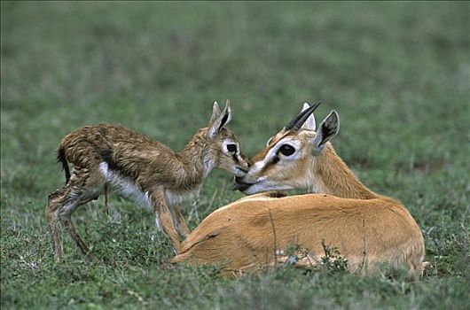 汤氏瞪羚,诞生,奋力,恩格罗恩格罗,保护区,坦桑尼亚,东非