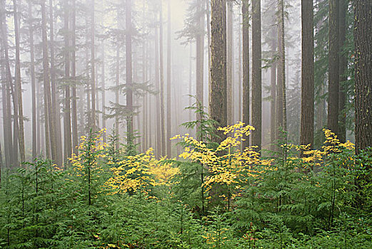 铁杉,藤枫,树,尤姆瓦国家森林公园,绿色