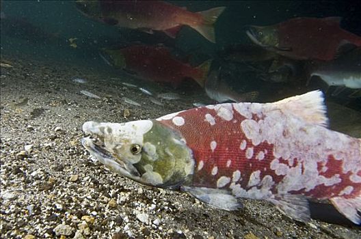 红大马哈鱼,红鲑鱼,寄生物,堪察加半岛,俄罗斯