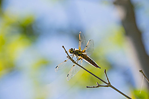 蜻蜓,休息,枝条,蓝天背景