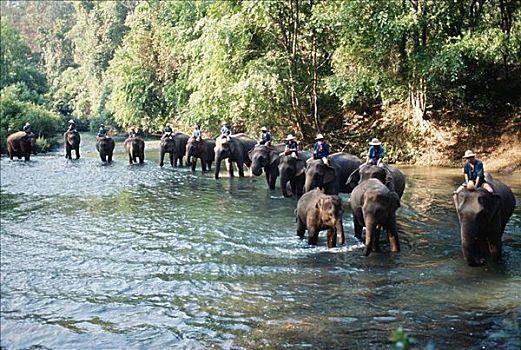 泰国,大象,展示,许多人,乘,背影,河