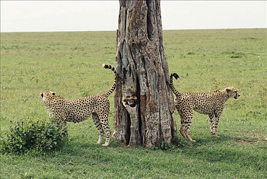 印度豹,猎豹,猎捕,一对,标记,刺槐,尿,肯尼亚