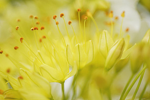 特写,花