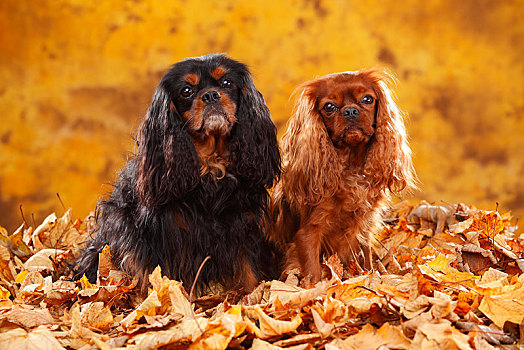 查尔斯王犬,红宝石,两只,狗,坐,秋叶