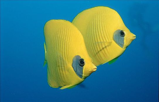 黄色蝴蝶鱼,黃色蝴蝶鱼