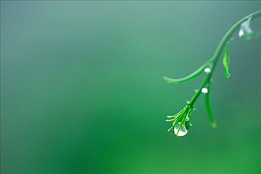 水滴,植物