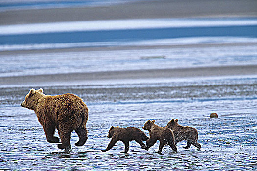 沿岸,大灰熊,棕熊,三个,幼兽,大熊雨林,不列颠哥伦比亚省,加拿大