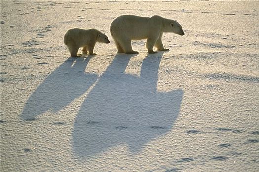 北极熊,长,影子,丘吉尔市,曼尼托巴,加拿大
