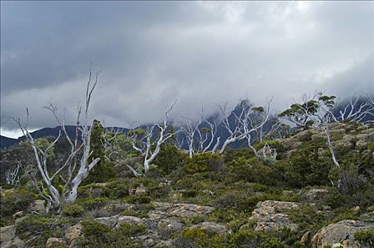 迷宫,靠近,松树,山谷,奥弗兰,摇篮山,国家公园,塔斯马尼亚,澳大利亚