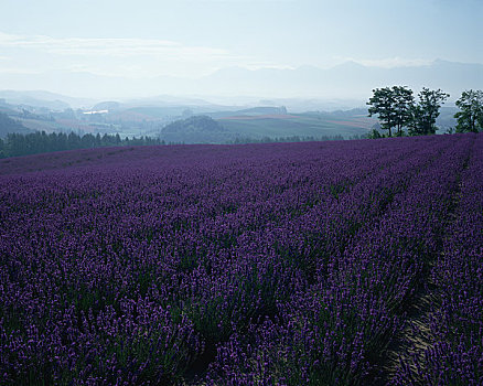 薰衣草,山