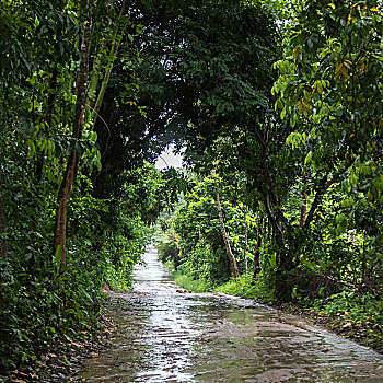 路湿,雨,通过,树林,苏梅岛,苏拉塔尼,省,泰国
