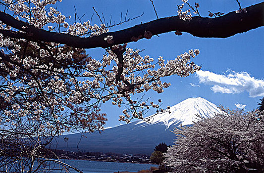 日本,湖,富士山,樱花
