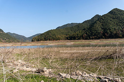 小芝红杉林,小芝红树林