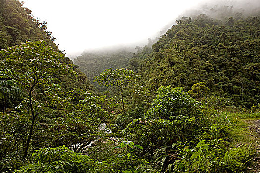 雨林,玛努国家公园,秘鲁