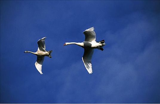 天鹅,两个,伴侣,动物,白色,羽毛,鸟,飞,蓝天,雄性,雌性