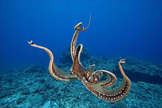 夏威夷,霞水母章鱼,触角,伸展,上方,礁石