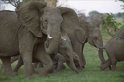 非洲象,牧群,成年,幼兽,博茨瓦纳