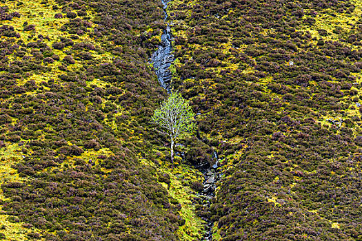 俯视图,灌木,树,山,斜坡,春天,苏格兰,英国
