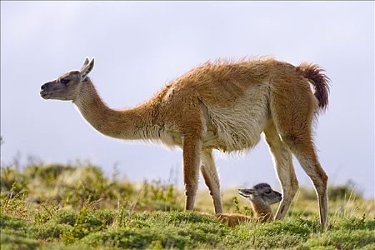 原驼,幼兽,休息,草丛,母亲,看,危险,托雷德裴恩国家公园,智利