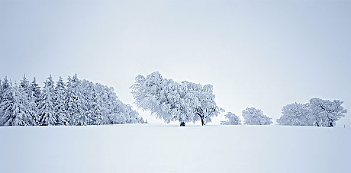 冬季风景,树,山毛榉,冷杉,积雪,风景,自然,季节,冬天,雪,霜,寒冷,落叶树,树林,针叶树,偏僻,自然风光,孤单,安静,原生态,德国