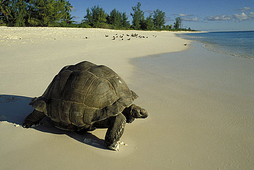塞舌尔,鸟岛,巨龟,海洋,白色背景,沙滩