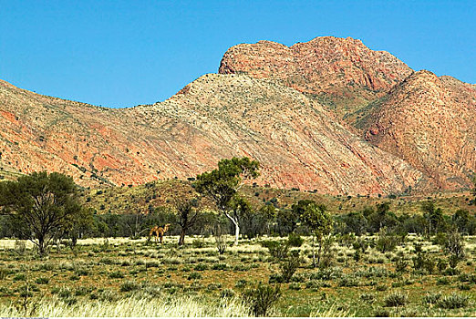 山峦,靠近,悬崖,北领地州,澳大利亚