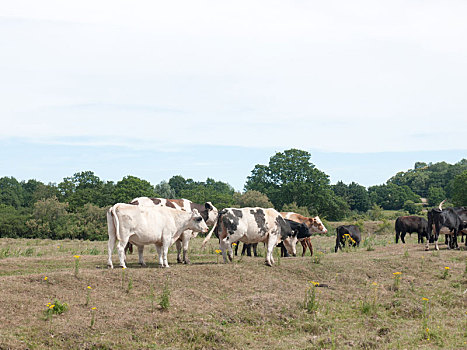 几个,母牛,地点,放牧,放松,安宁