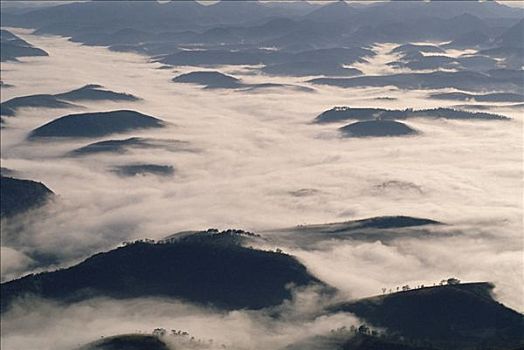 晨雾,上方,大西洋,树林,生态系统,巴西