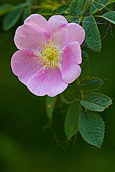 野玫瑰,粉色,不列颠哥伦比亚省,加拿大