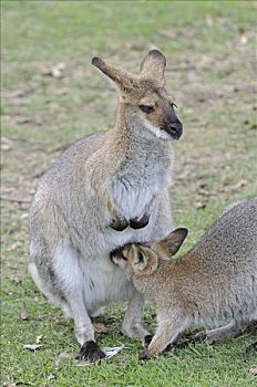 红颈袋鼠,昆士兰,澳大利亚