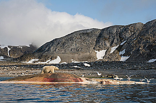 挪威,斯瓦尔巴群岛,斯匹次卑尔根岛,北极熊,成年,畜体,鳍鲸,长须鲸,漂浮,海岸