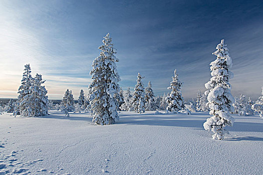 雪,冷杉,树林,芬兰,欧洲