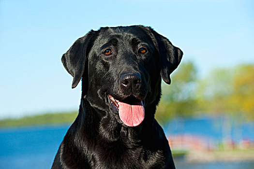 黑色拉布拉多犬,狗