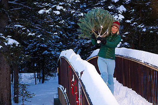 女人,圣诞树,家,科罗拉多,落基山脉,冬天
